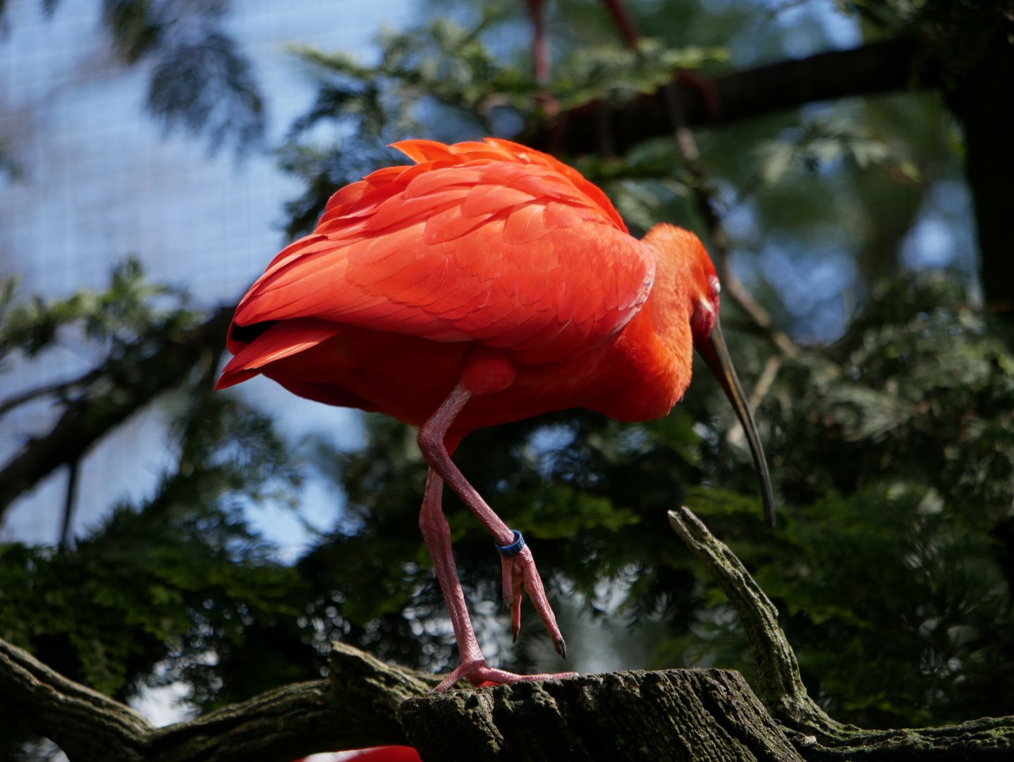 Scarlet ibis (Eudocimus ruber)