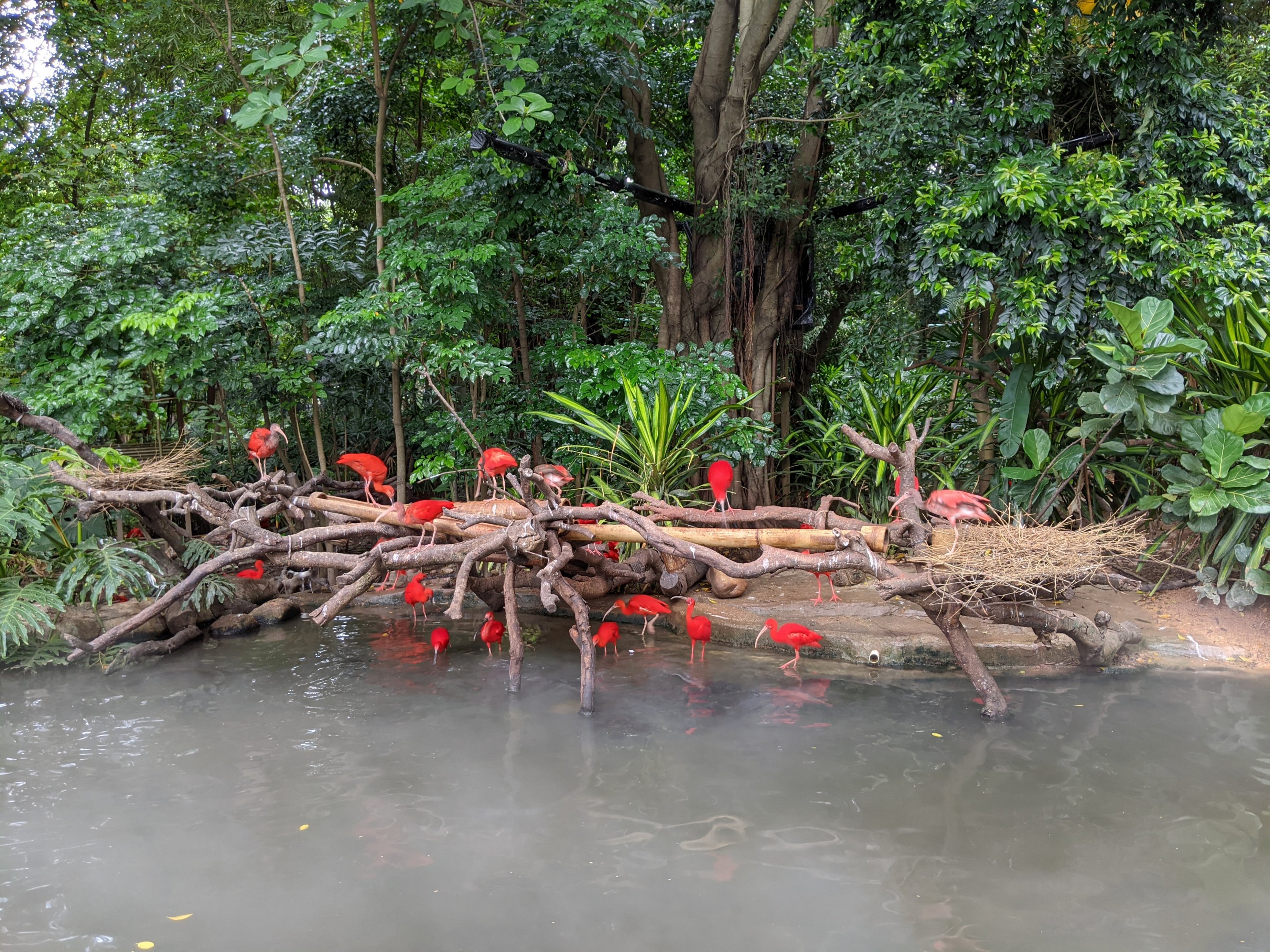 Scarlet Ibis (Eudocimus ruber)