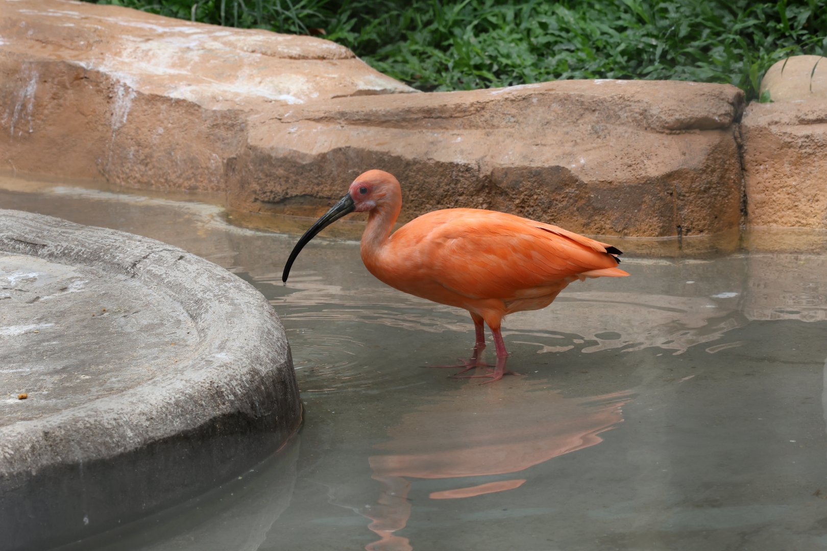 Scarlet ibis (Eudocimus ruber)