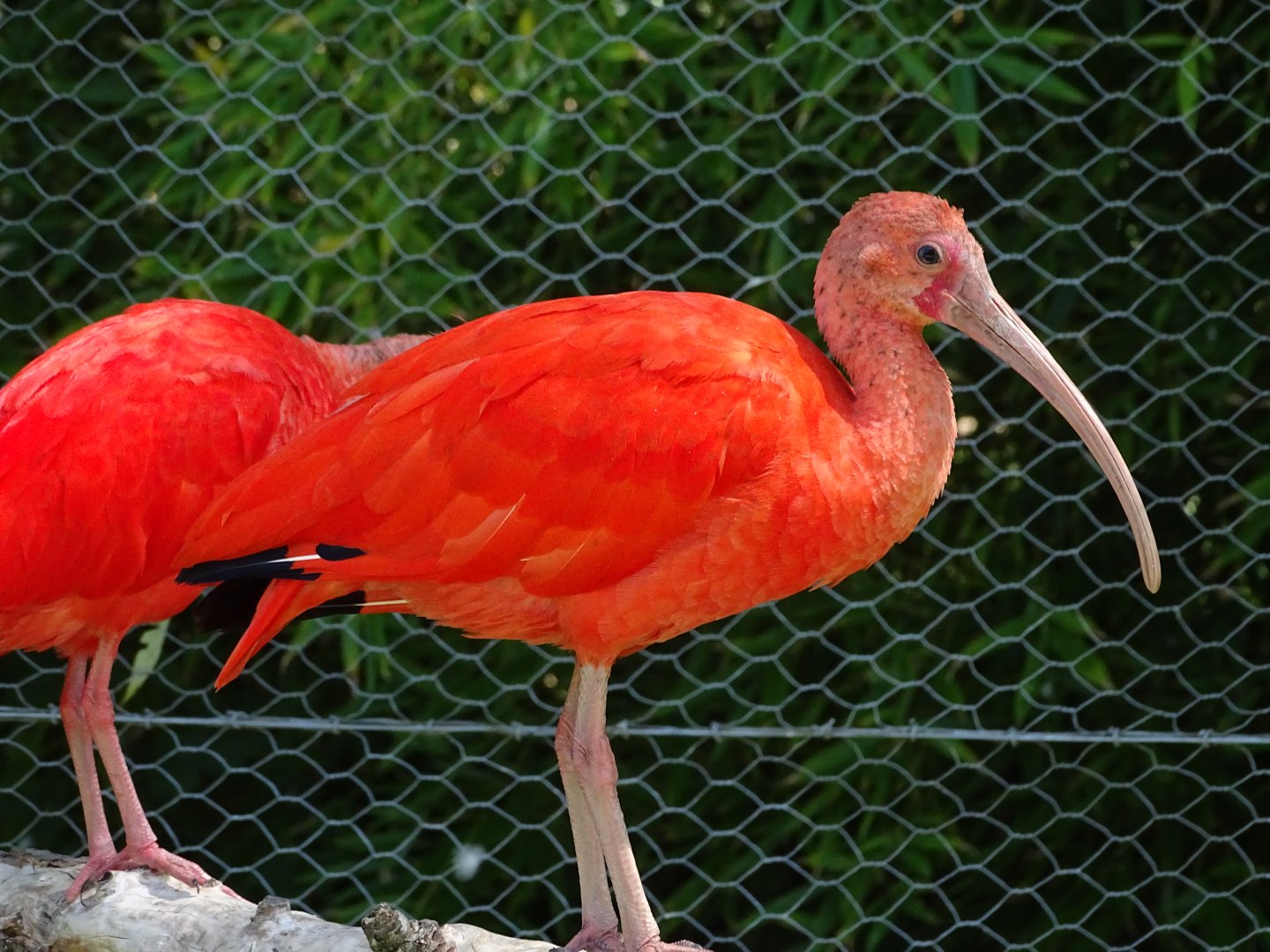 Scarlet ibis (Eudocimus ruber)