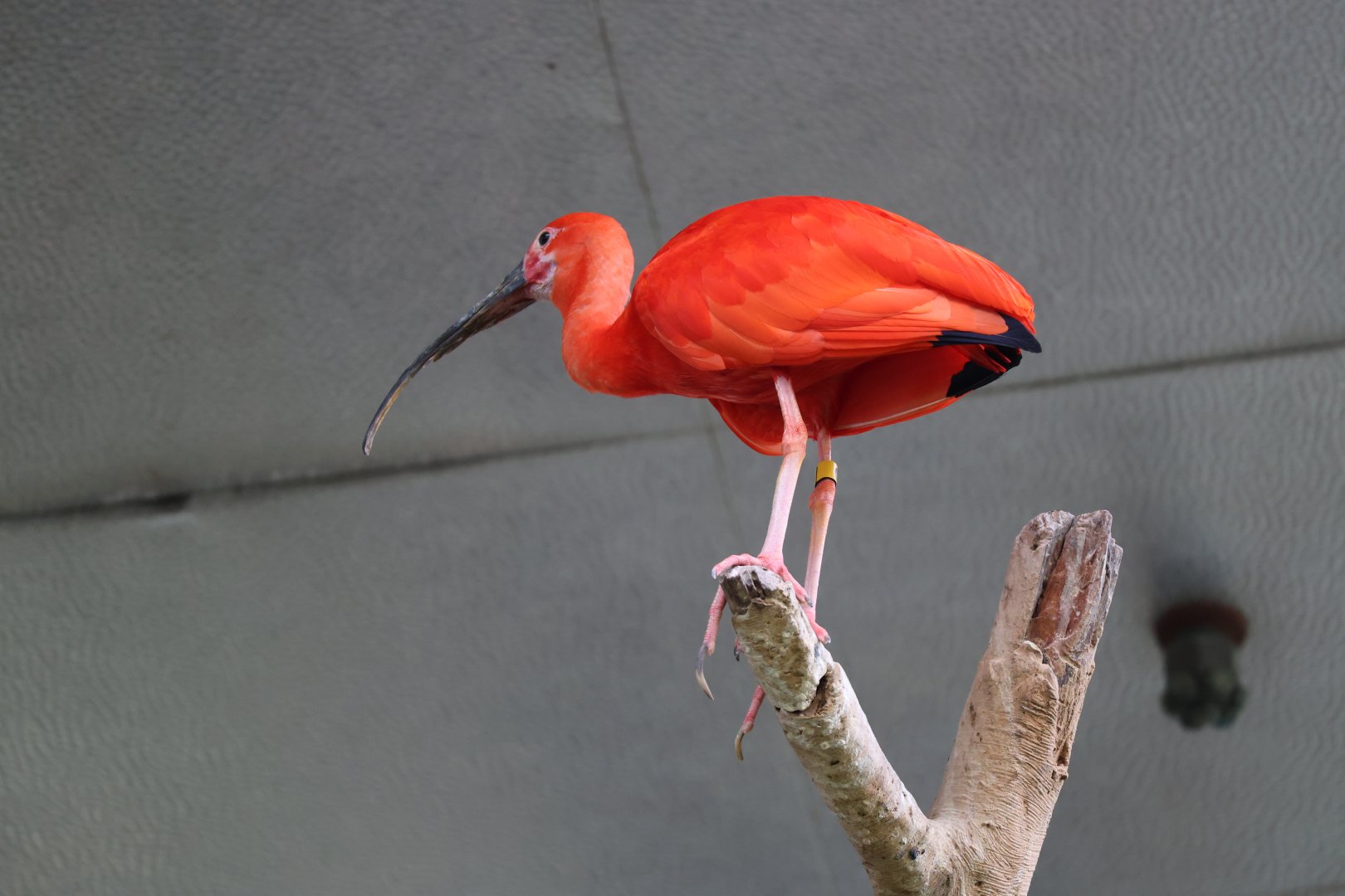 Scarlet ibis (Eudocimus ruber)