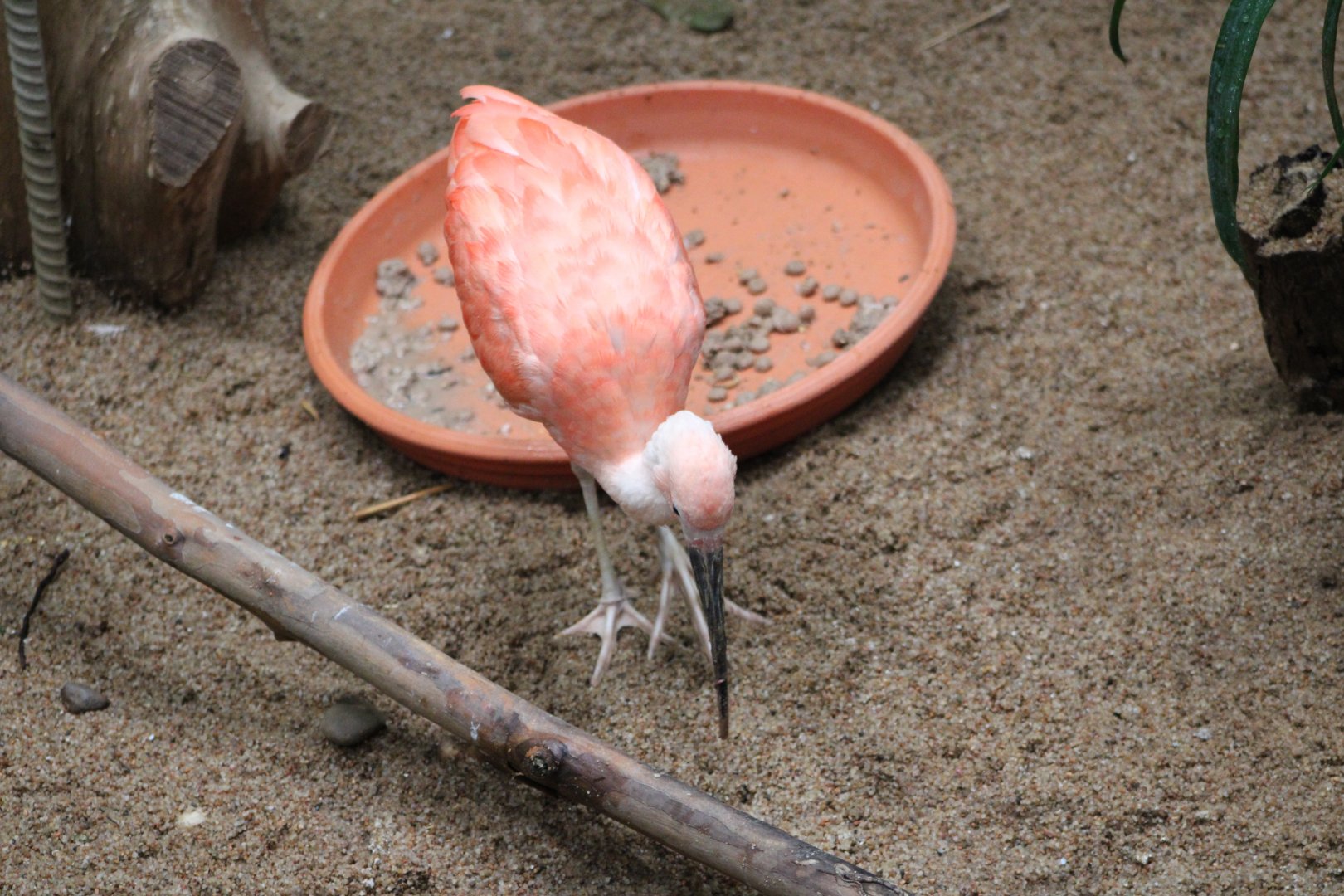 Scarlet Ibis (Eudocimus ruber)
