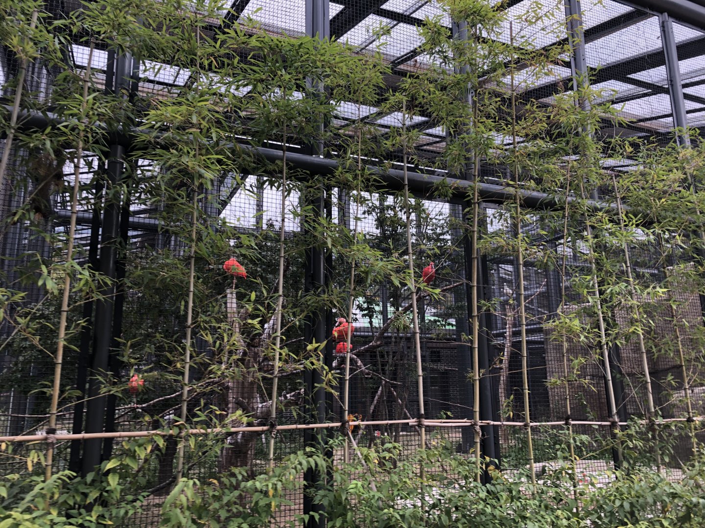 Scarlet Ibis & Eurasian Spoonbill Exhibit