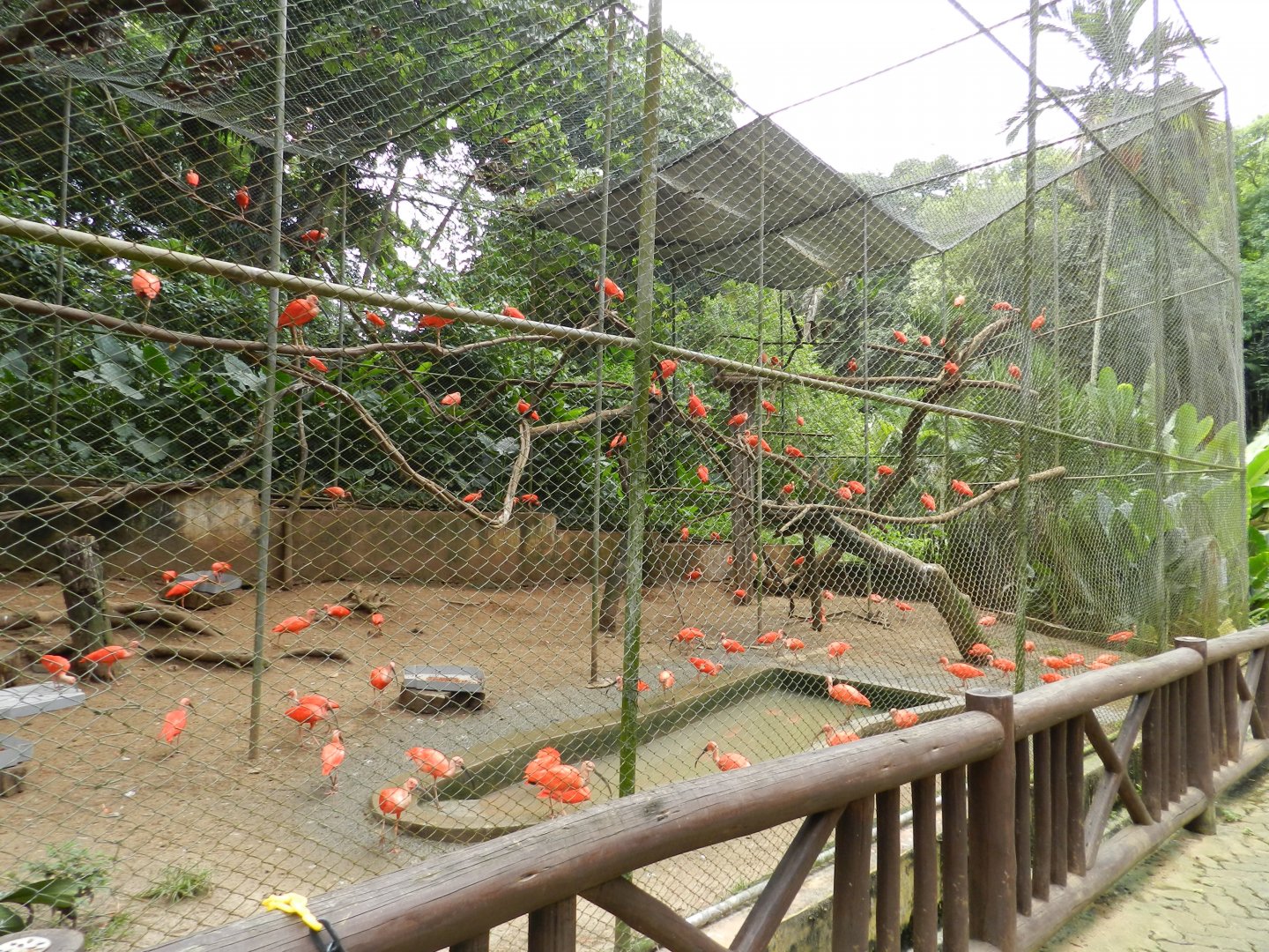 Scarlet ibis exhibit - Salvador zoo (PZGV)