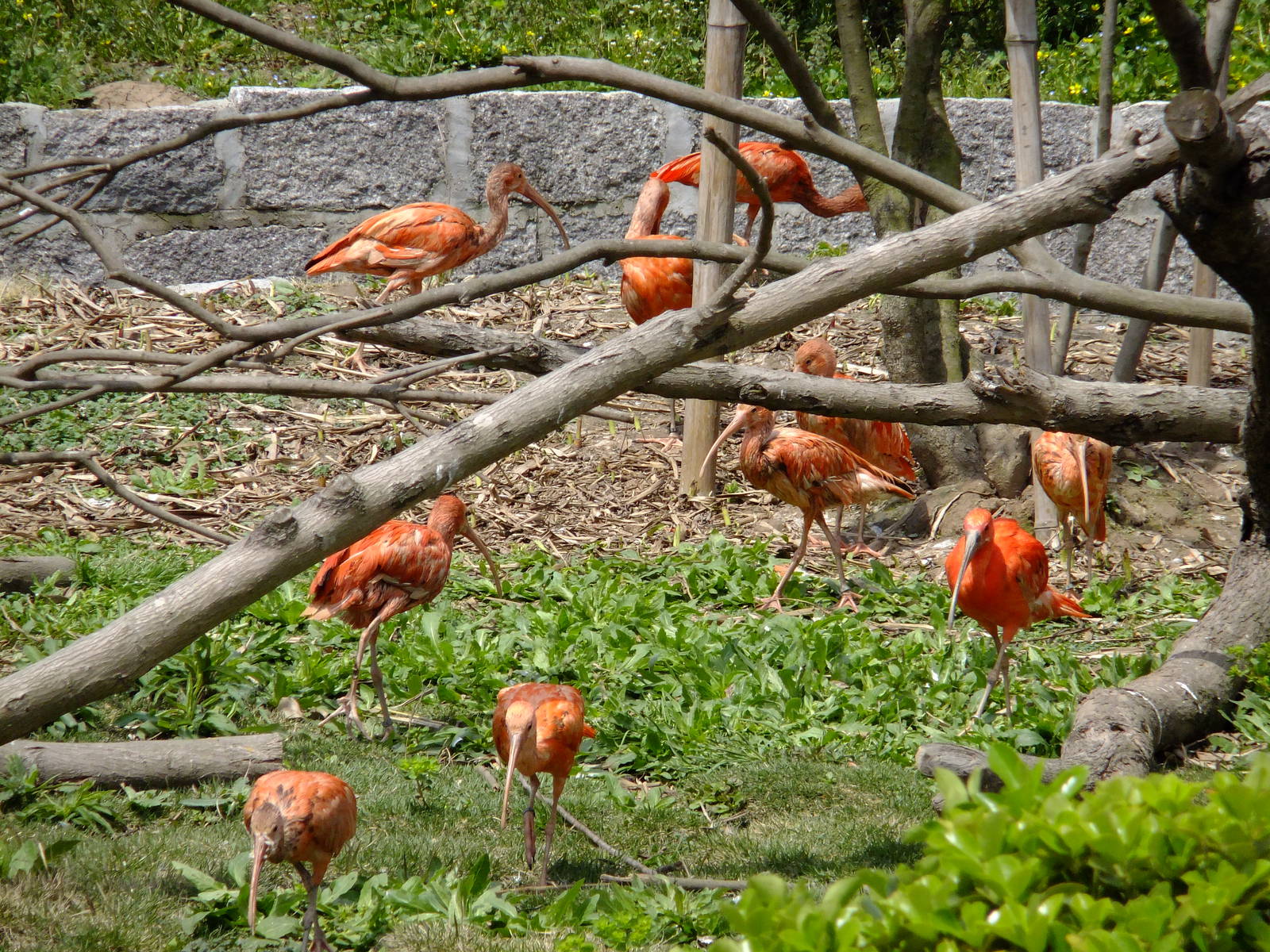 Scarlet Ibis Exhibit