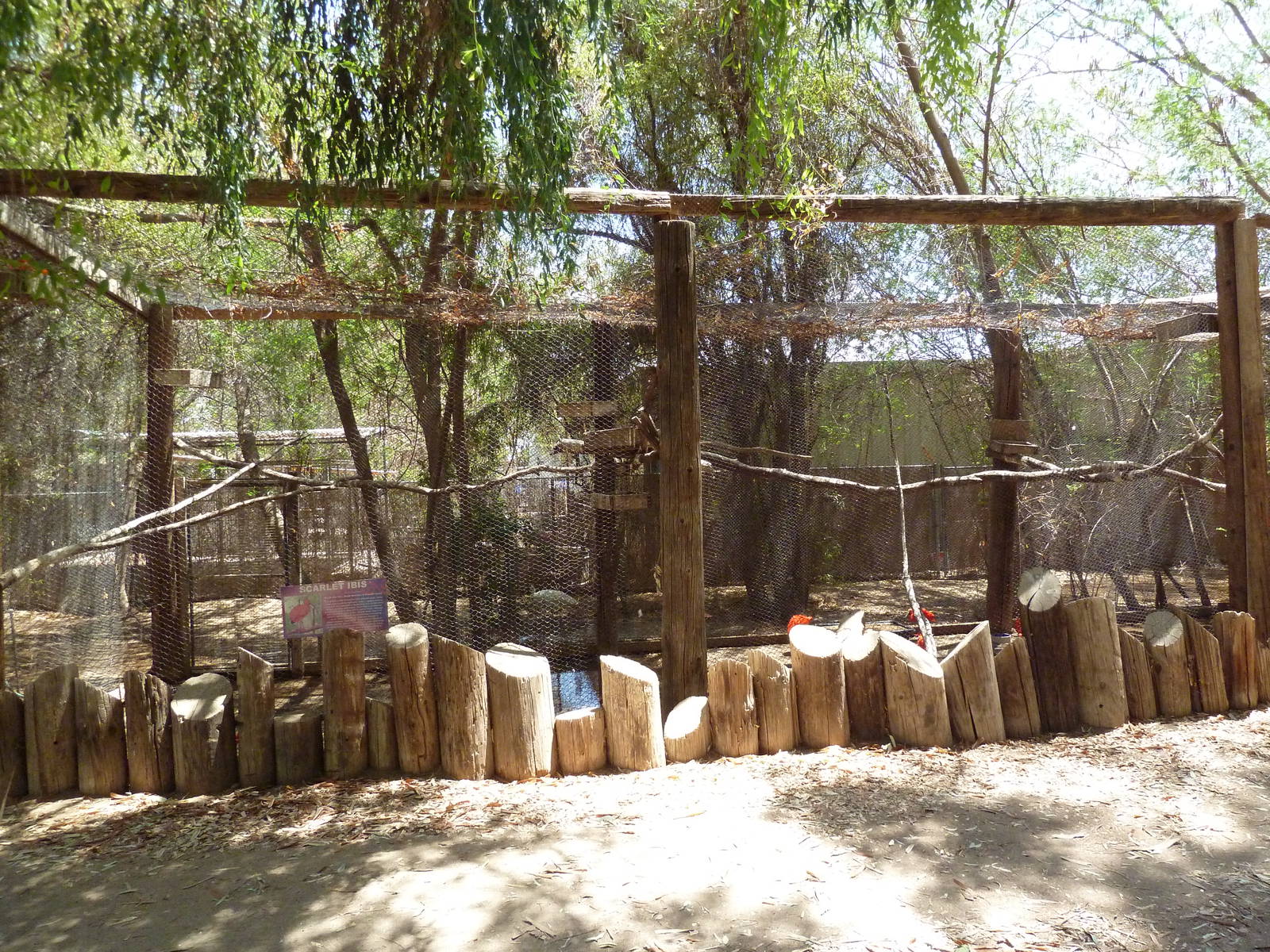 Scarlet Ibis Exhibit