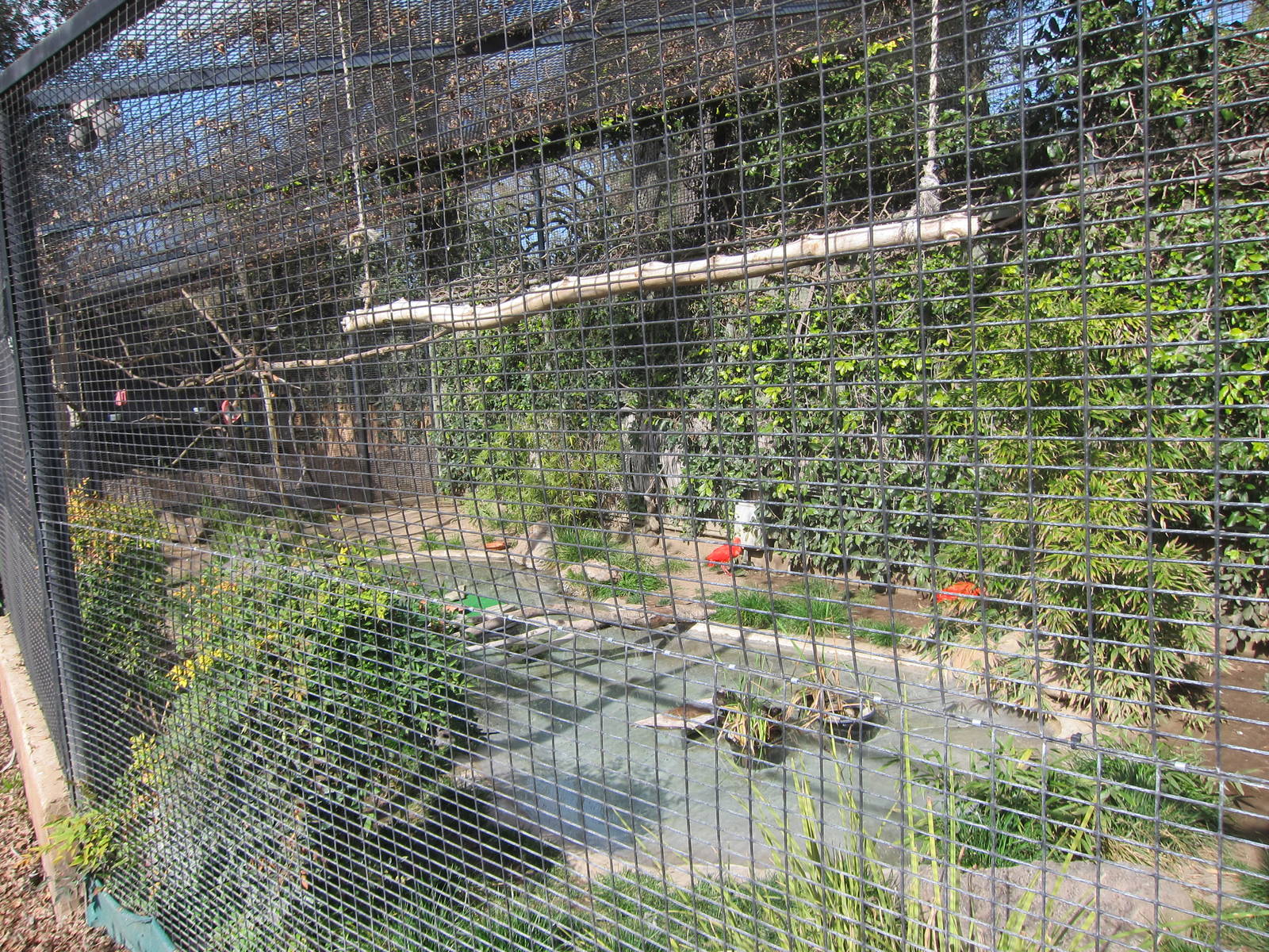 Scarlet Ibis Exhibit