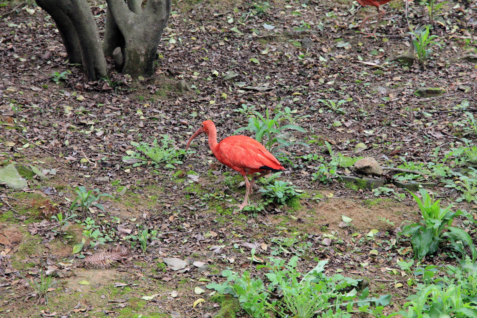 Scarlet ibis exhibit
