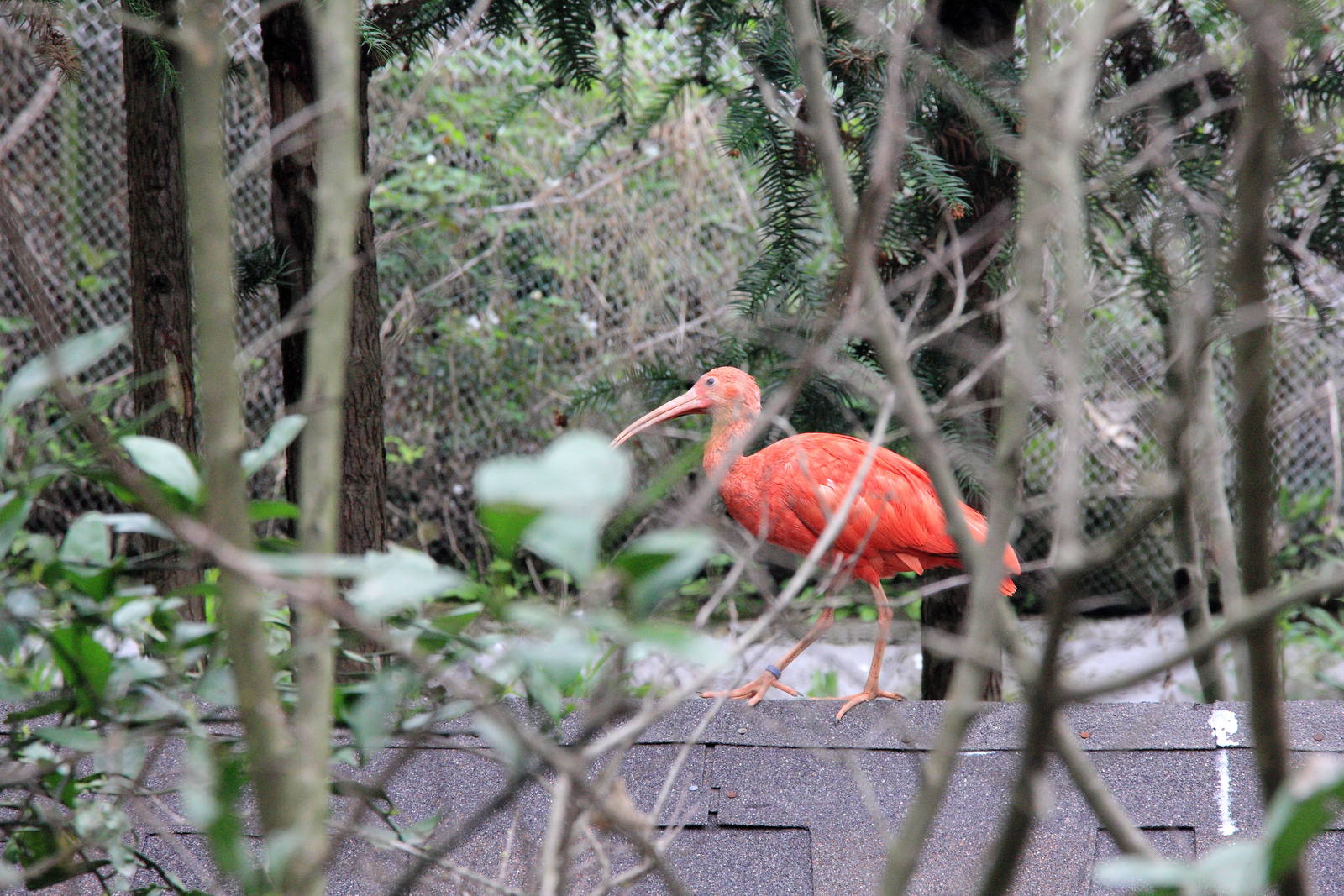 Scarlet ibis exhibit