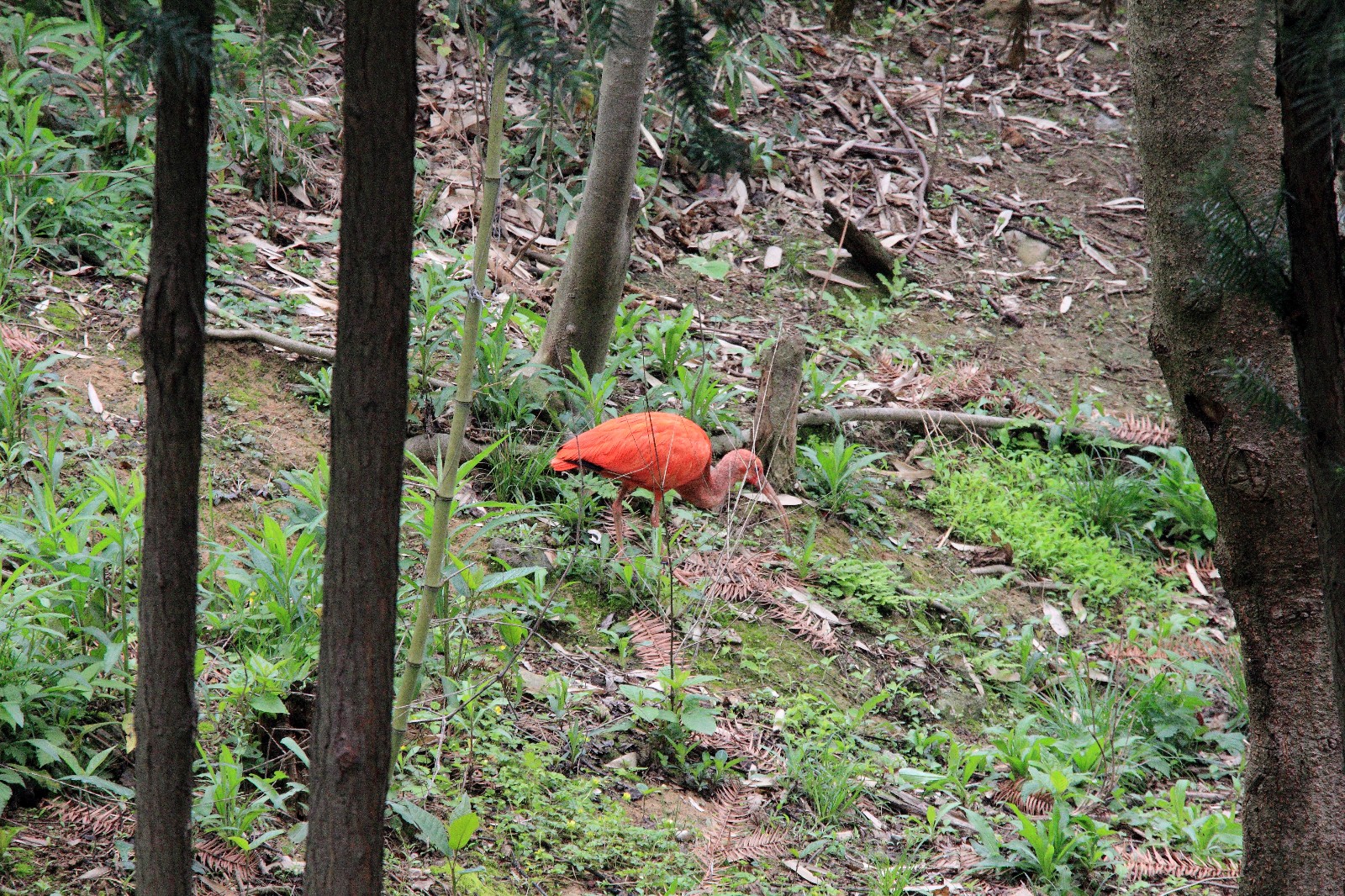 Scarlet ibis exhibit