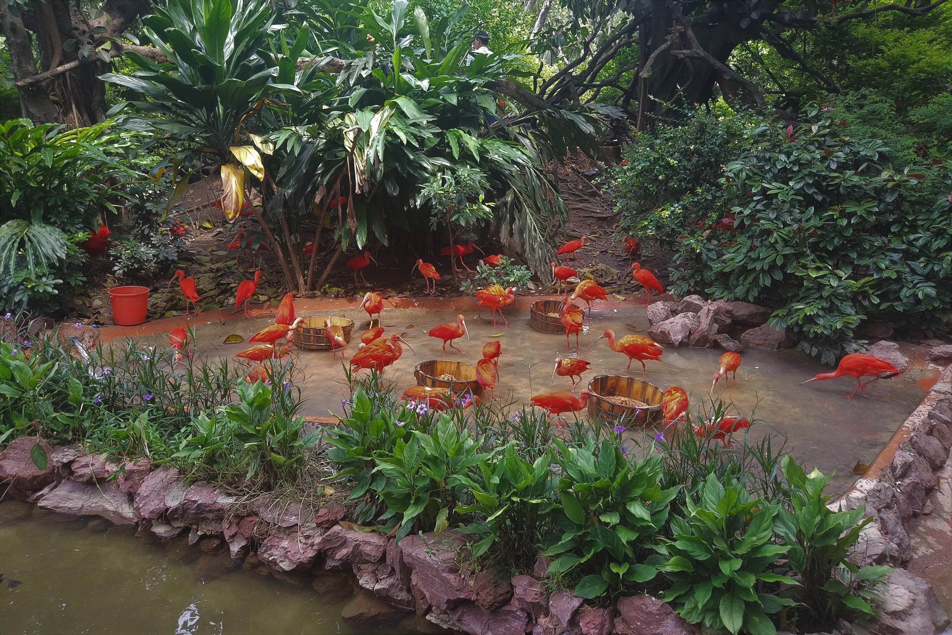 Scarlet Ibis Exhibit
