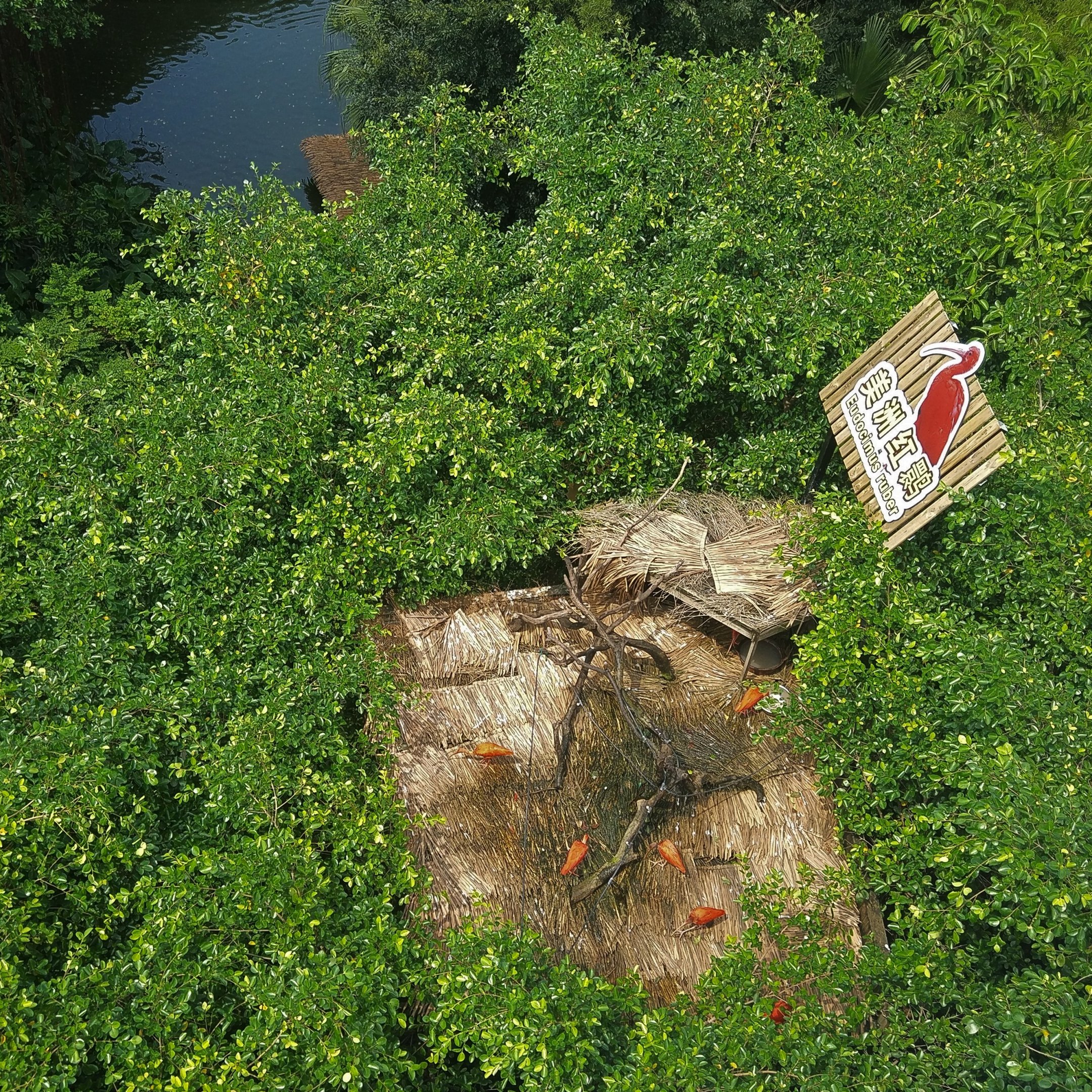 Scarlet Ibis Exhibit