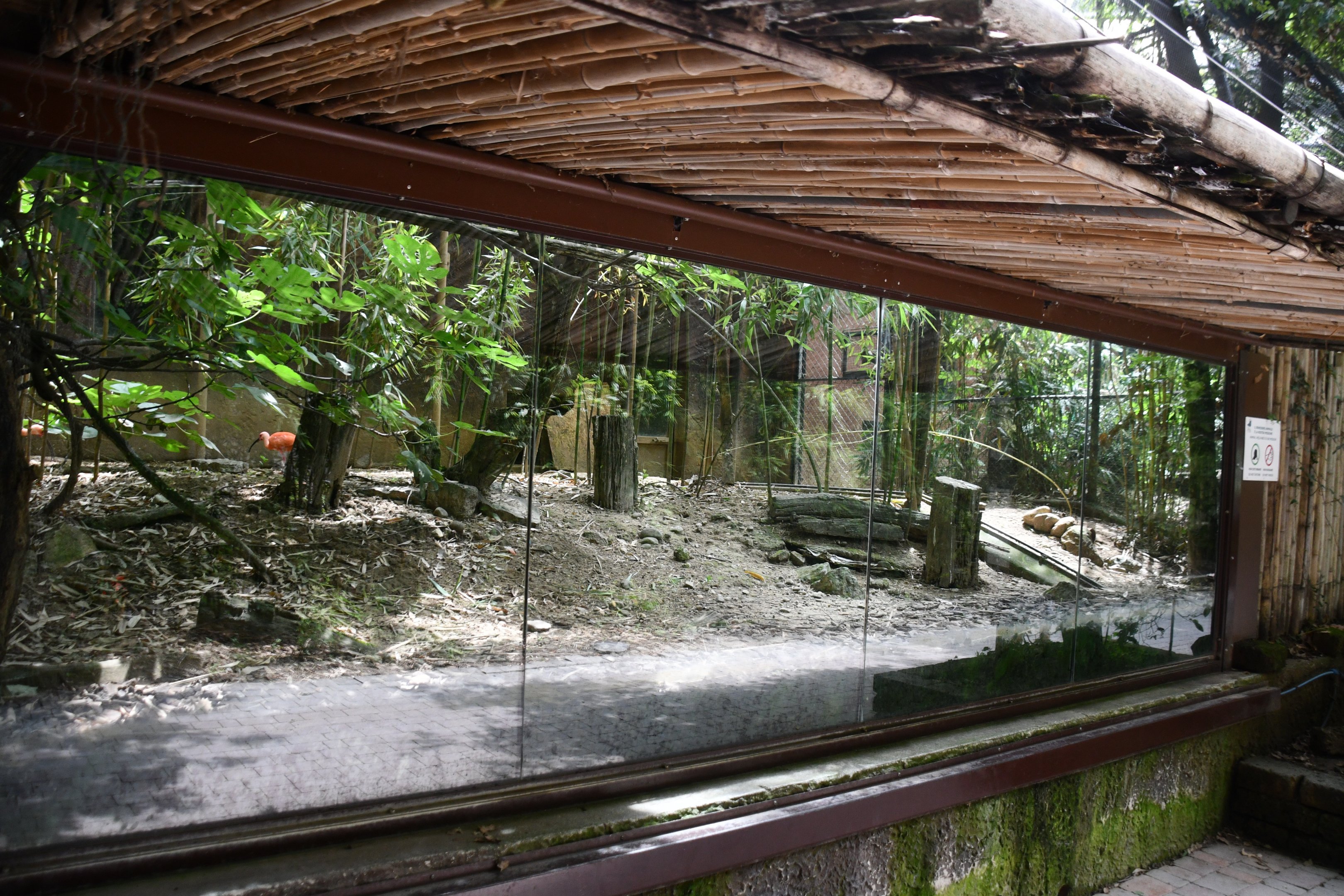 Scarlet Ibis exhibit