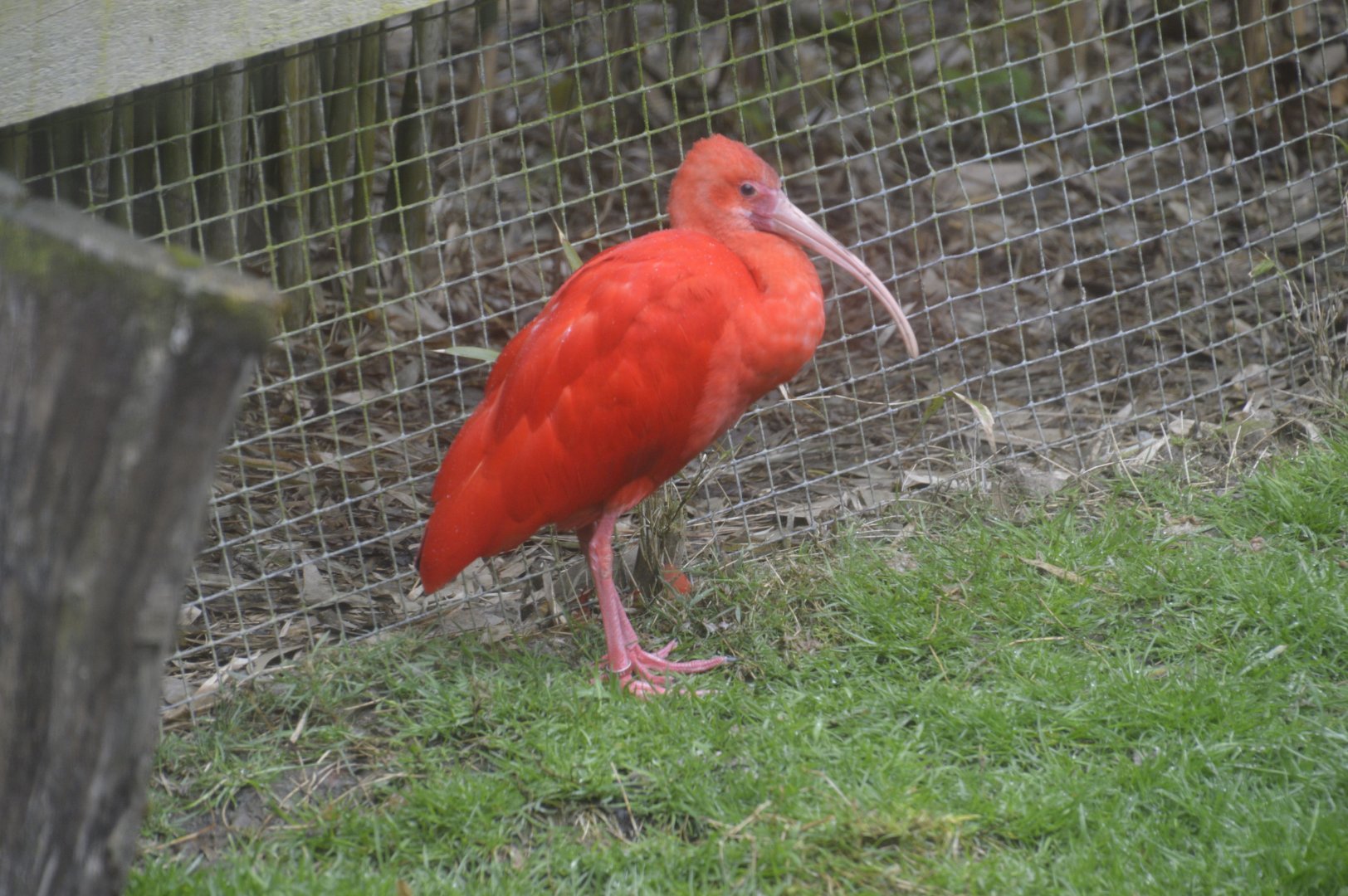 Scarlet Ibis - Exmoor Zoo April 2018