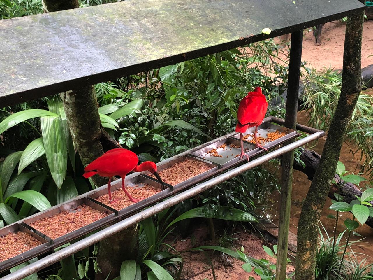 Scarlet ibis feeding platform, mangrove vivarium - Parque das aves