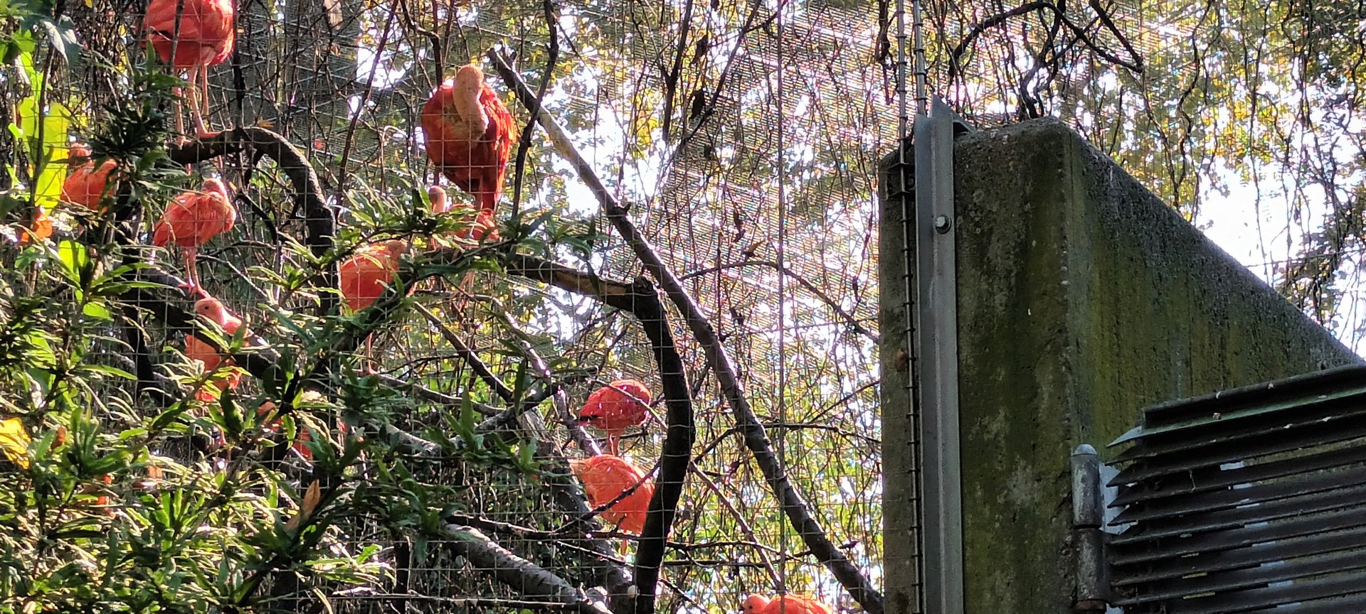 Scarlet Ibis Flock