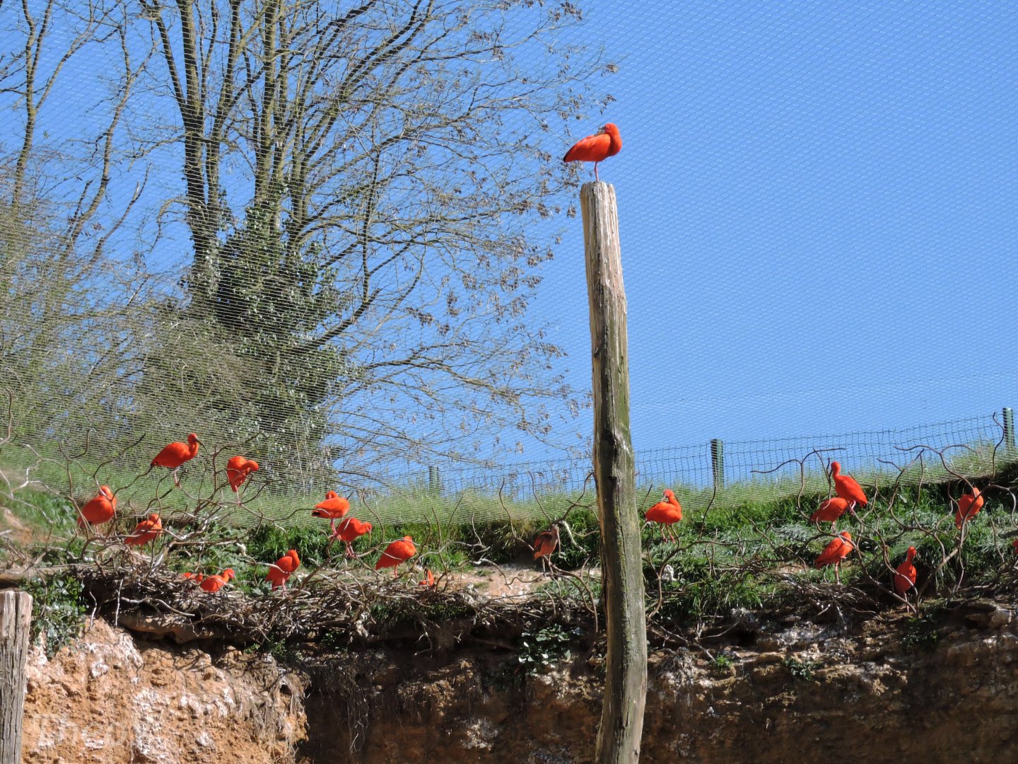 Scarlet ibis - Grande volière sud-américaine [2015]