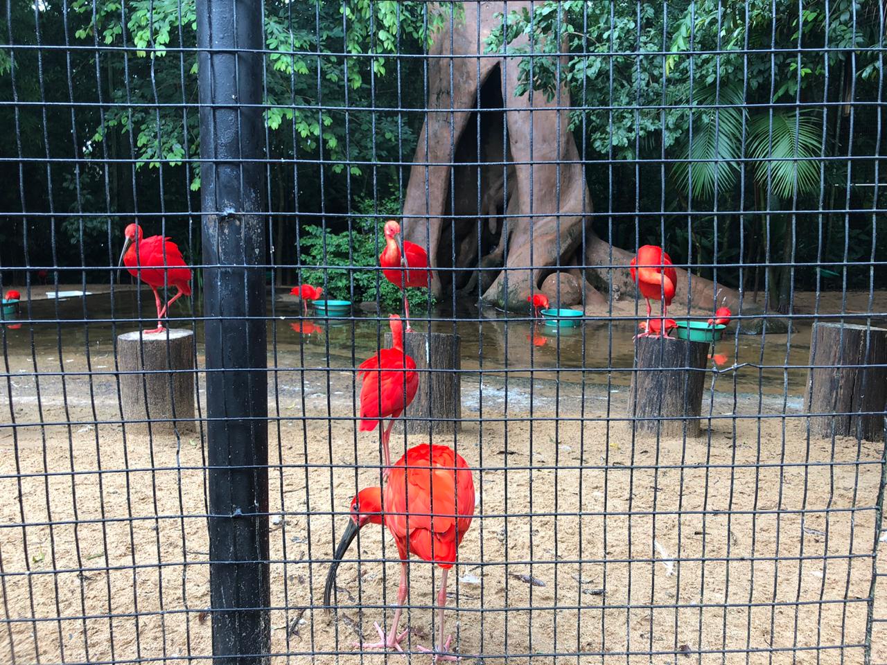 Scarlet-ibis group at the mangrove exhibit - Parque das aves