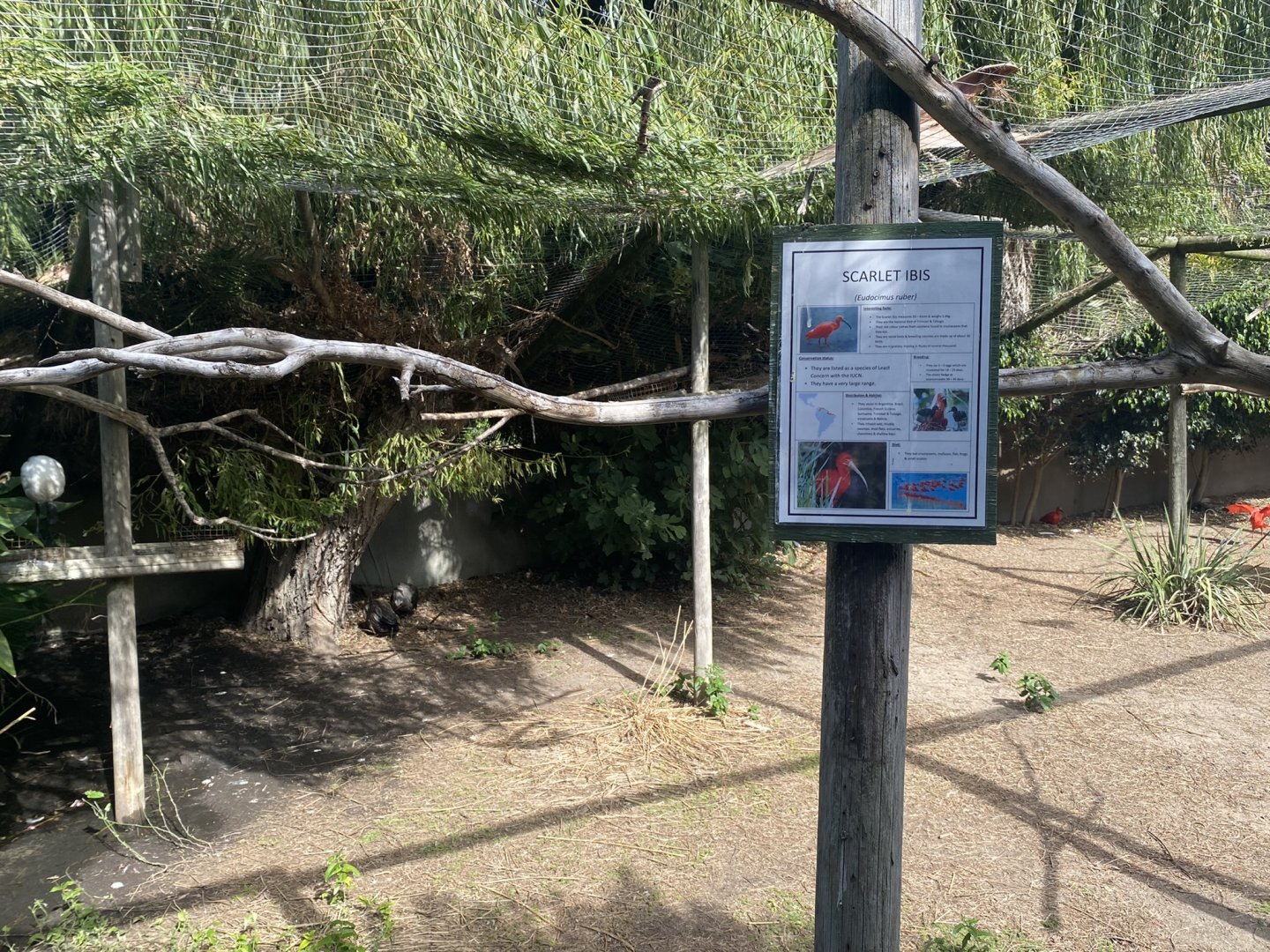 Scarlet Ibis/Hadeda Ibis/Egyptian Goose Exhibit