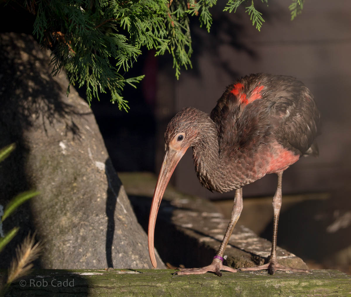 Scarlet ibis : Hamerton : 01 Nov 2015