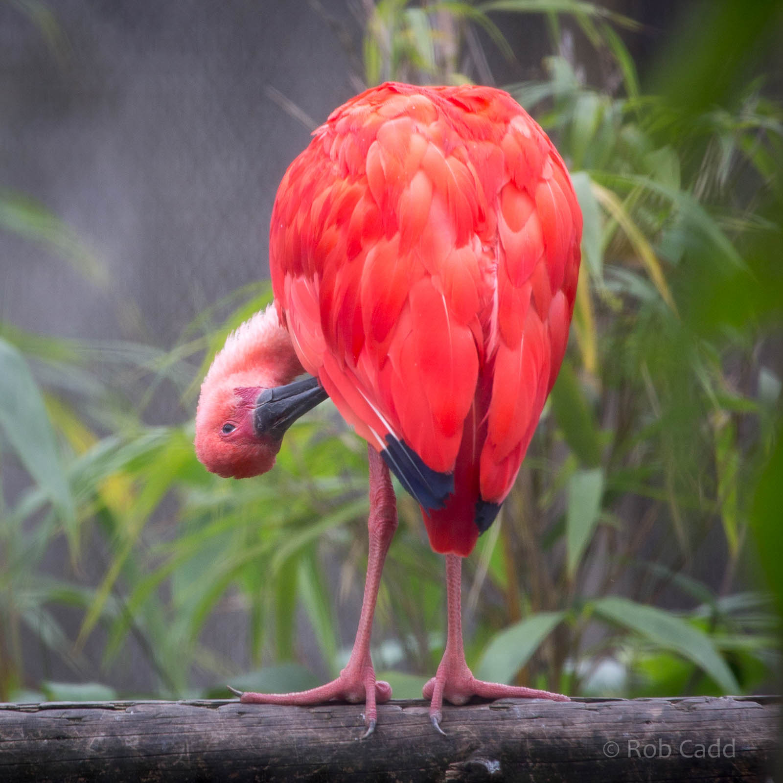 Scarlet ibis : Hamerton : 05 Sep 2014