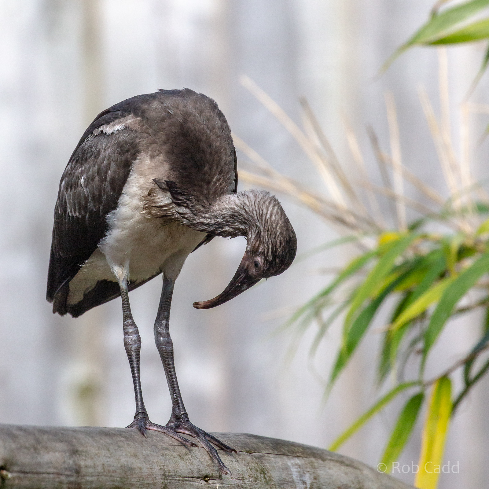 Scarlet ibis : Hamerton : 06 Sep 2020