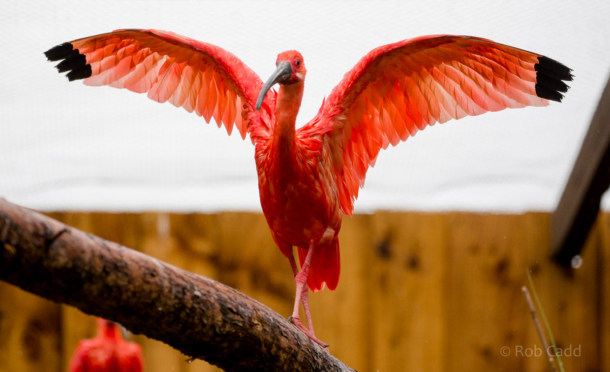 Scarlet ibis : Hamerton : 12 Jul 2015