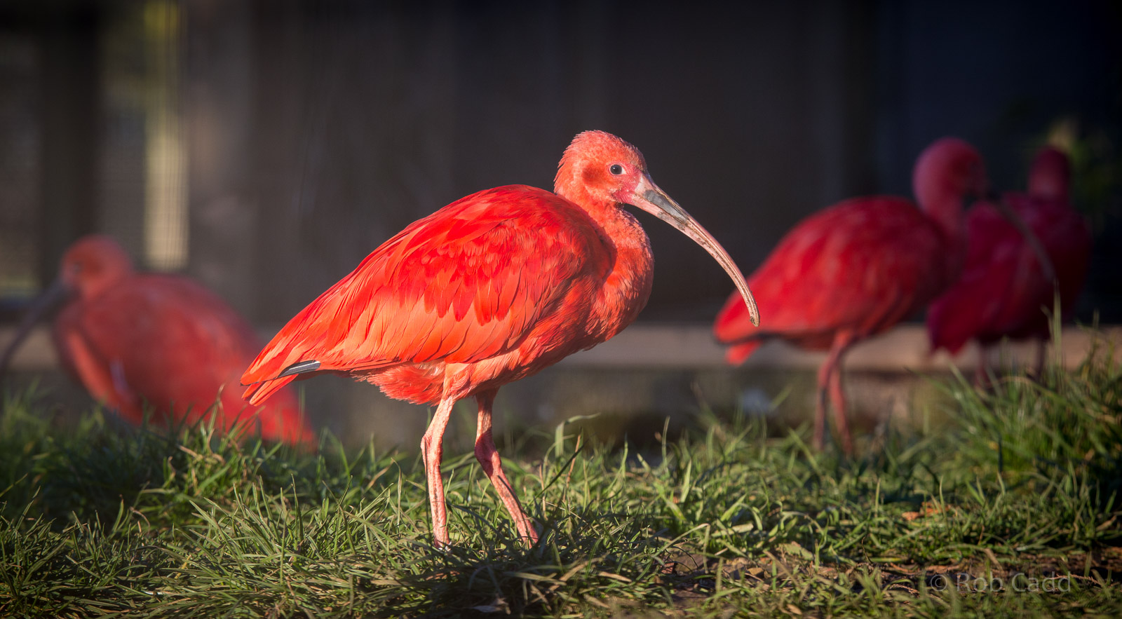 Scarlet ibis : Hamerton : 18 Jan 2015