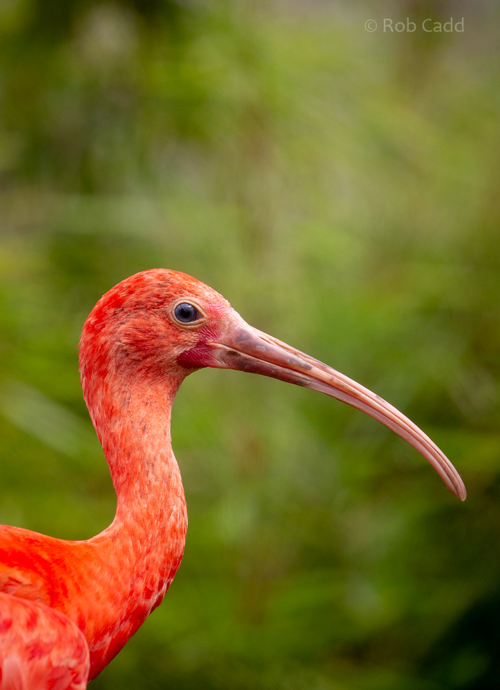 Scarlet ibis : Hamerton : 23 Jul 2021