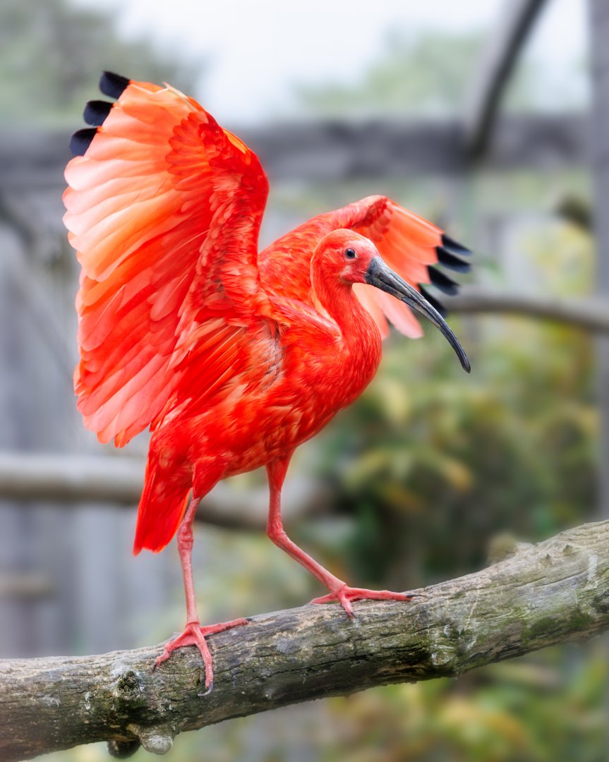 Scarlet Ibis / Hamerton