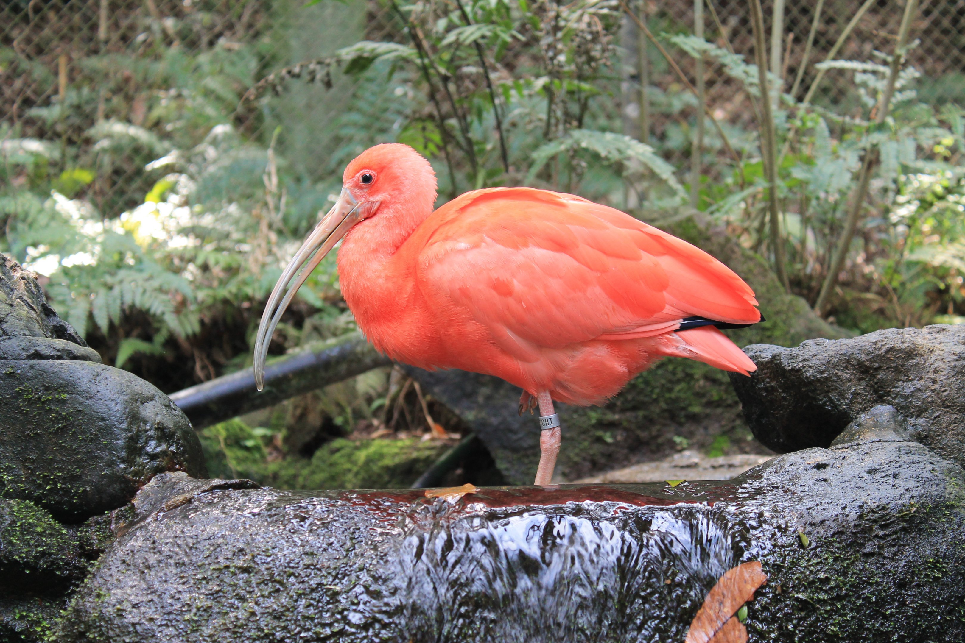 Scarlet Ibis - Hirakawa Zoo (Kagoshima)