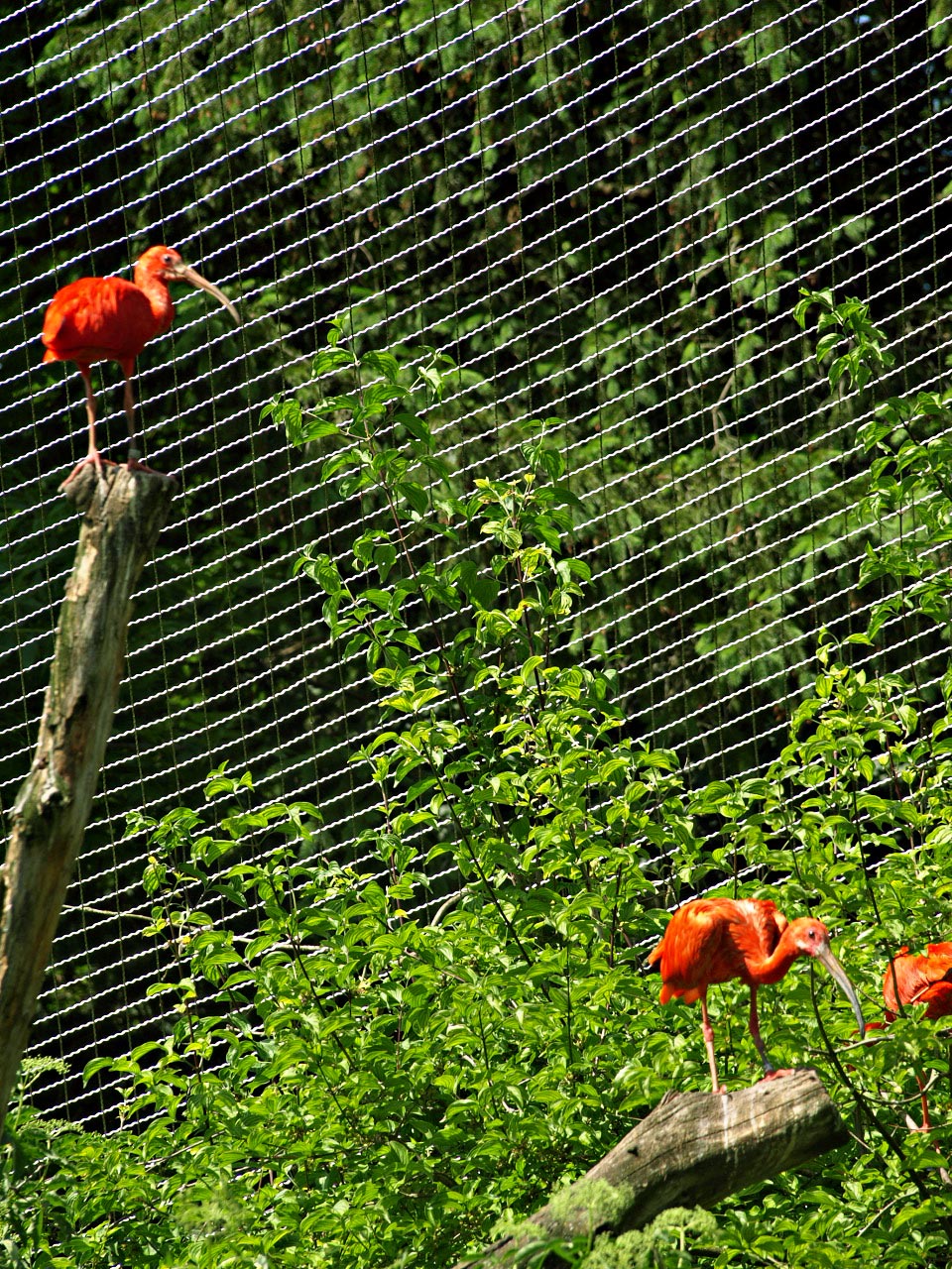 Scarlet ibis in free-flight aviary