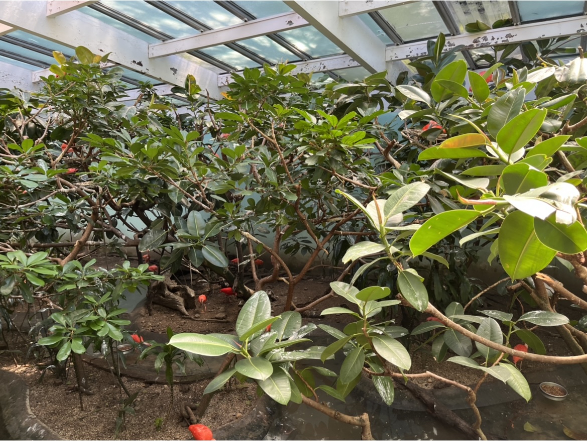 Scarlet Ibis in the Aquatic Bird House(July 2022)