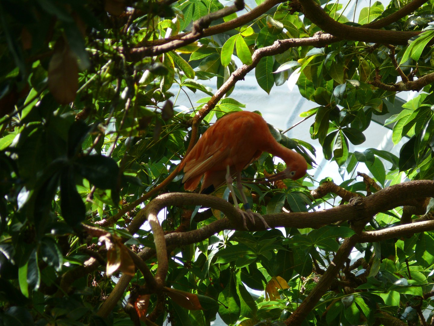 Scarlet ibis in the canopy - reopening 31-08-2020