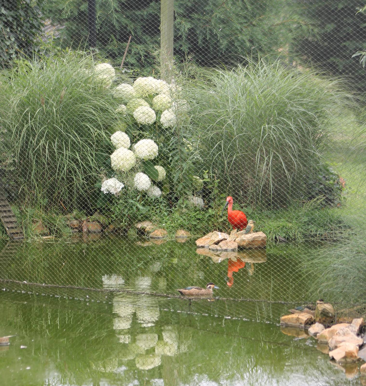 Scarlet ibis in the large aviary