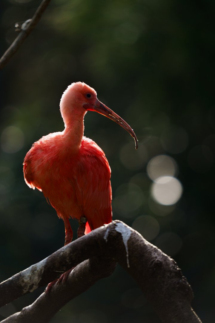 Scarlet Ibis - Izu Shaboten Zoo