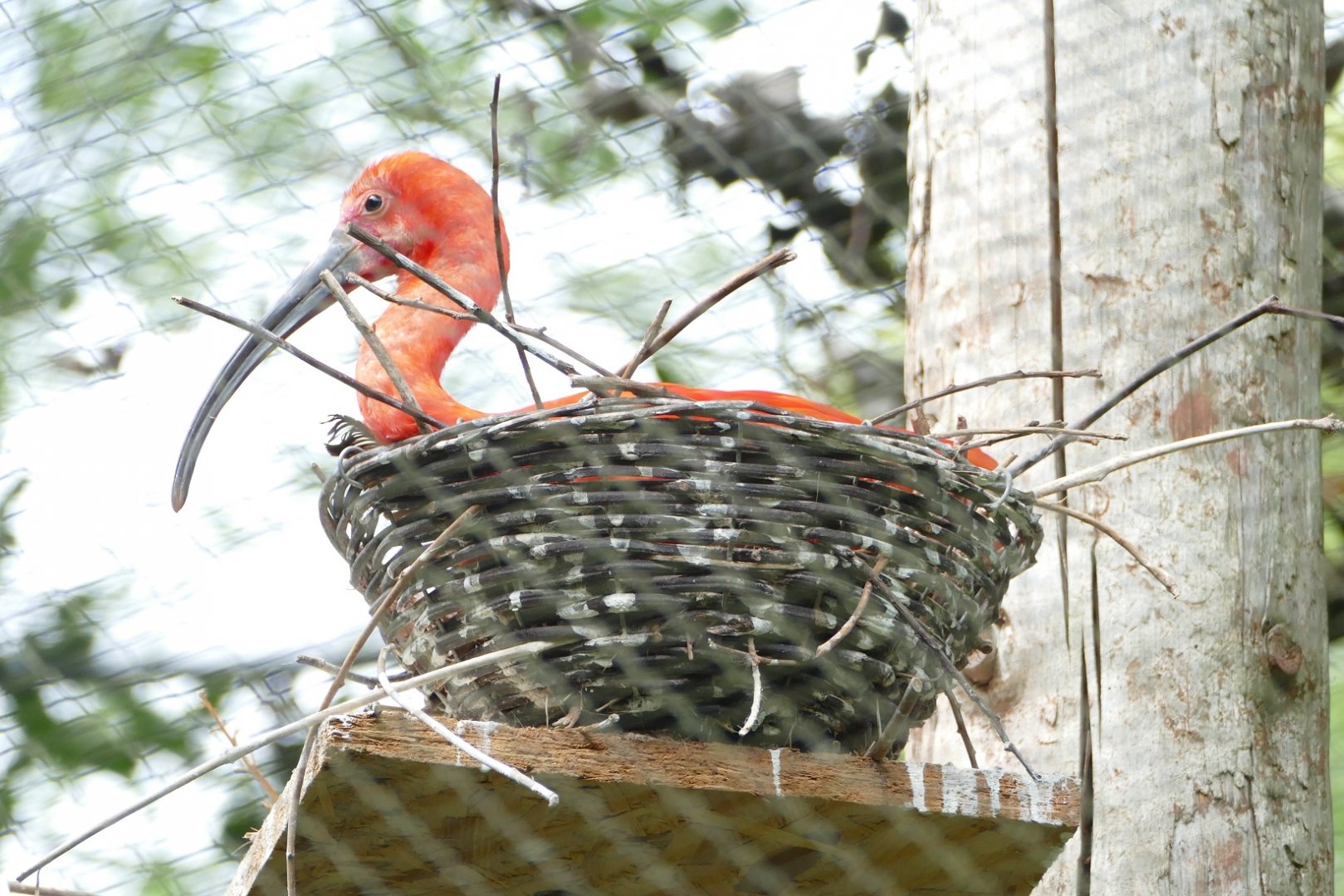 Scarlet ibis, July 2018