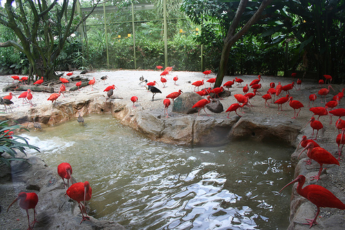 Scarlet Ibis, Jurong BirdPark