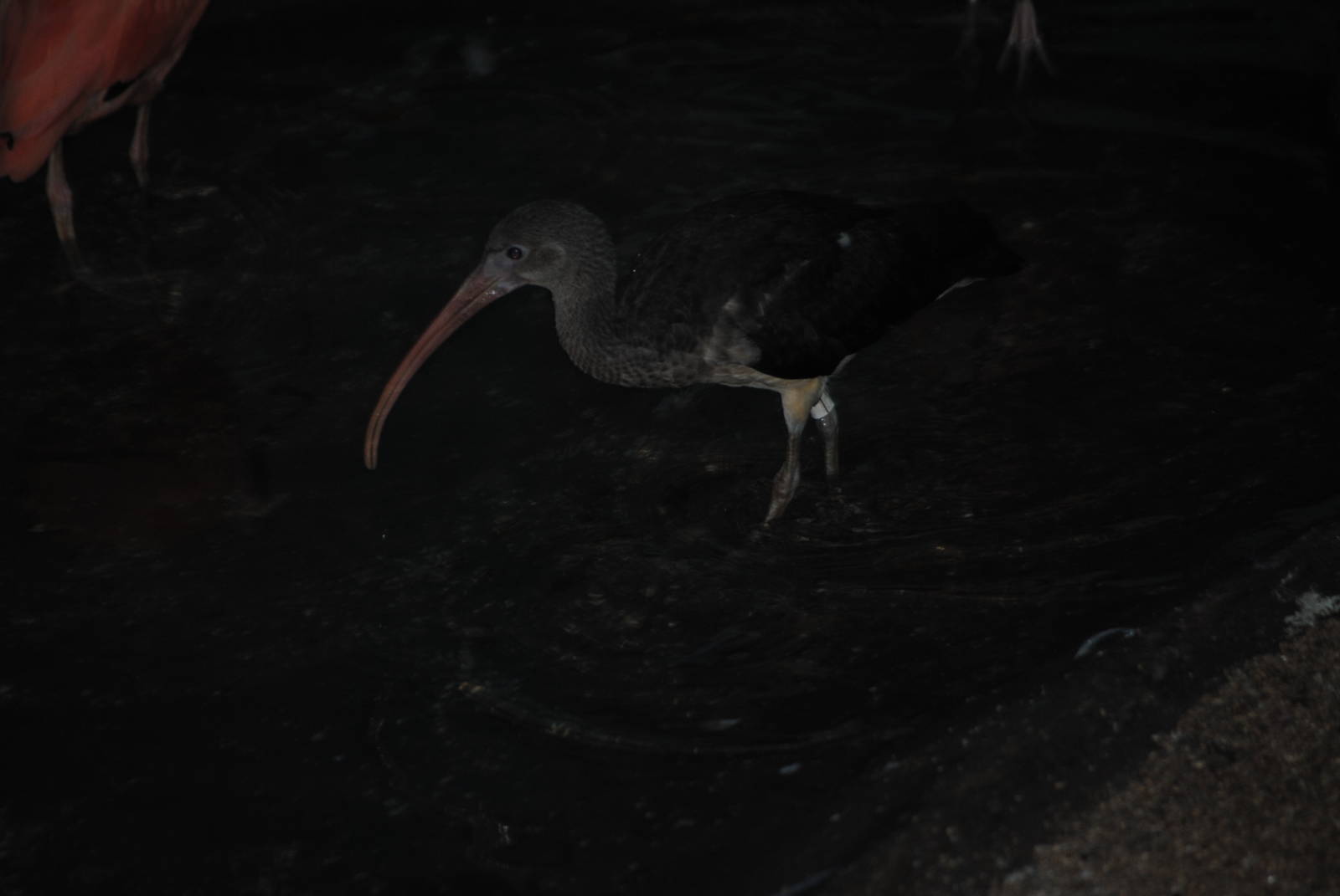 Scarlet Ibis Juvenile