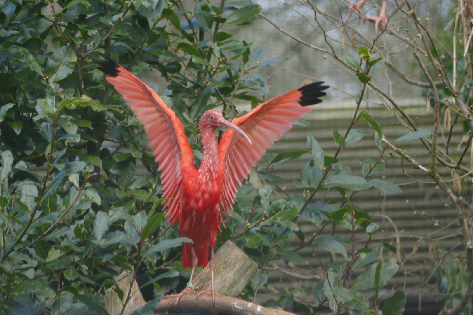Scarlet Ibis, March 2018