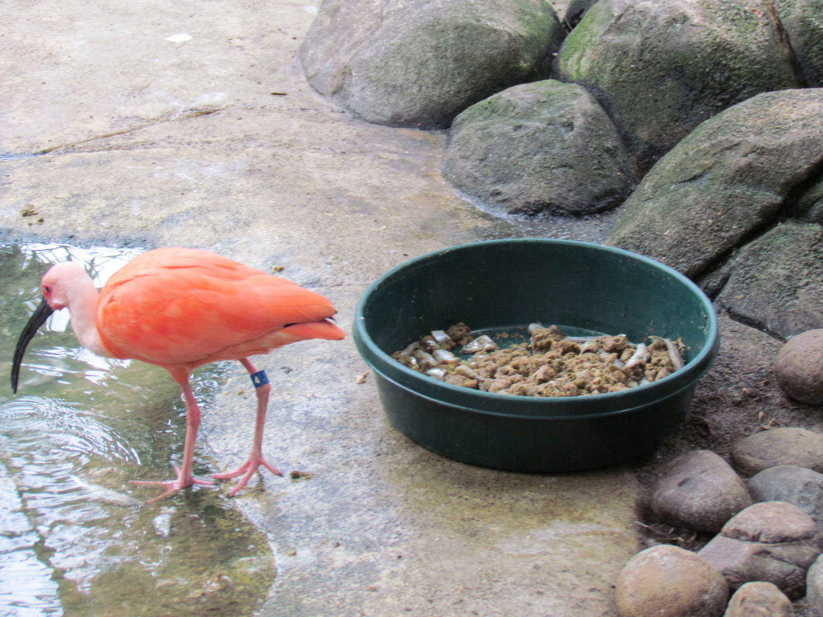 Scarlet Ibis Next to Food Dish