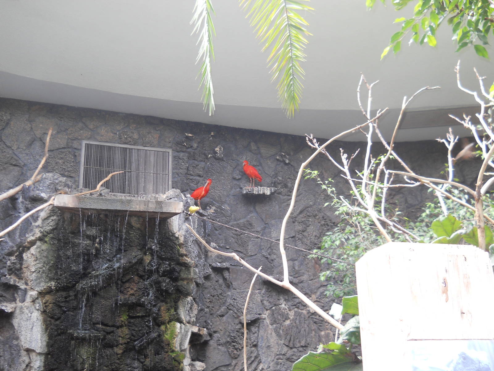 Scarlet ibis on a shelf