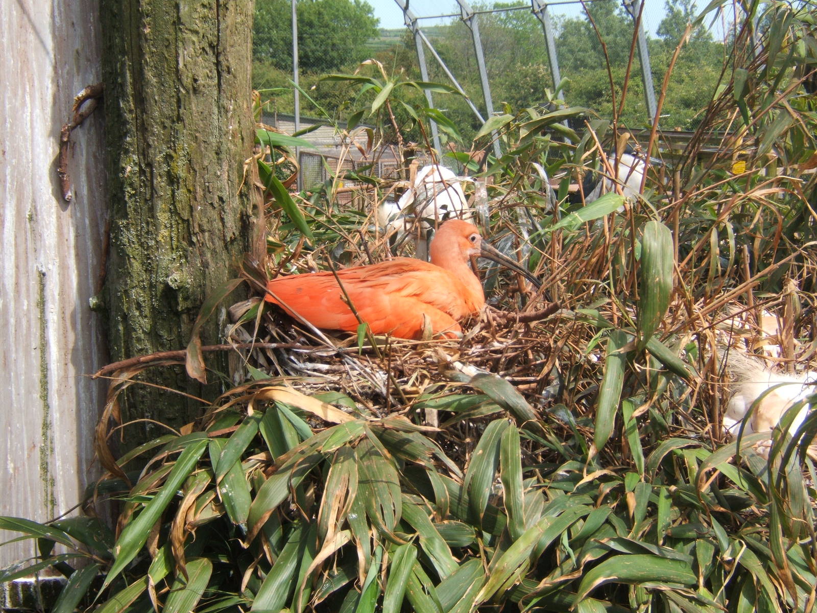 Scarlet Ibis on nest