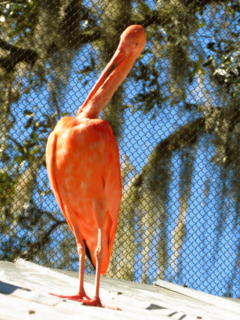 Scarlet Ibis Preening