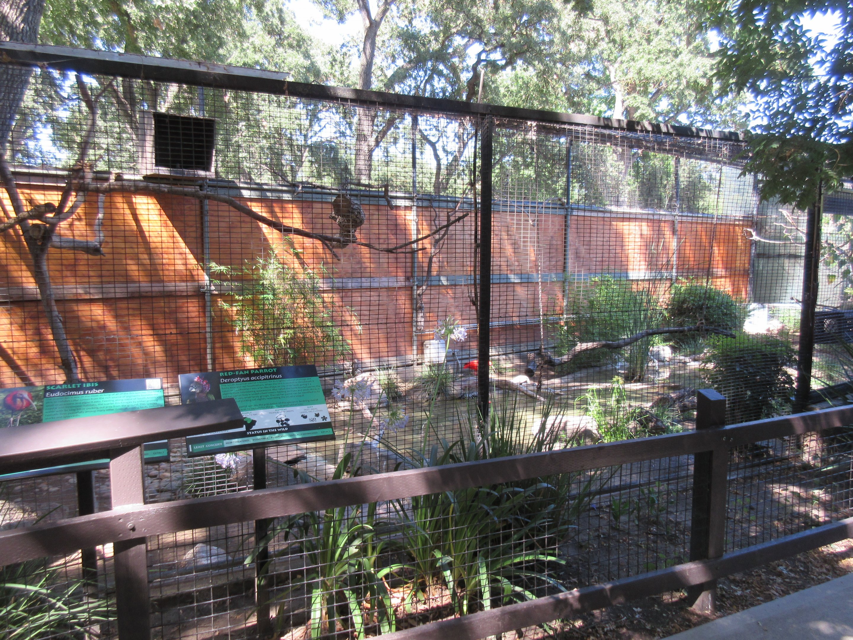 Scarlet Ibis/Red-Fan Parrot/Ruddy Duck/Northern Pintail Aviary