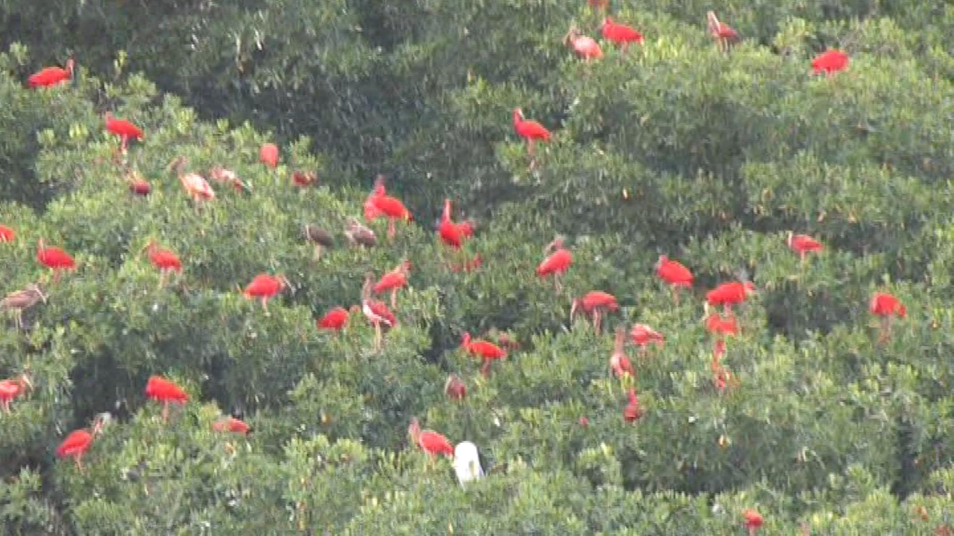 Scarlet ibis roosting