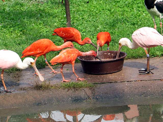 Scarlet Ibis & Roseate Spoonbill