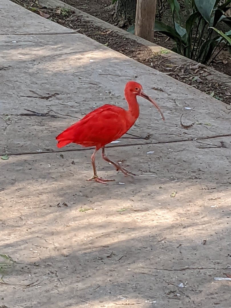 Scarlet Ibis Strolling By