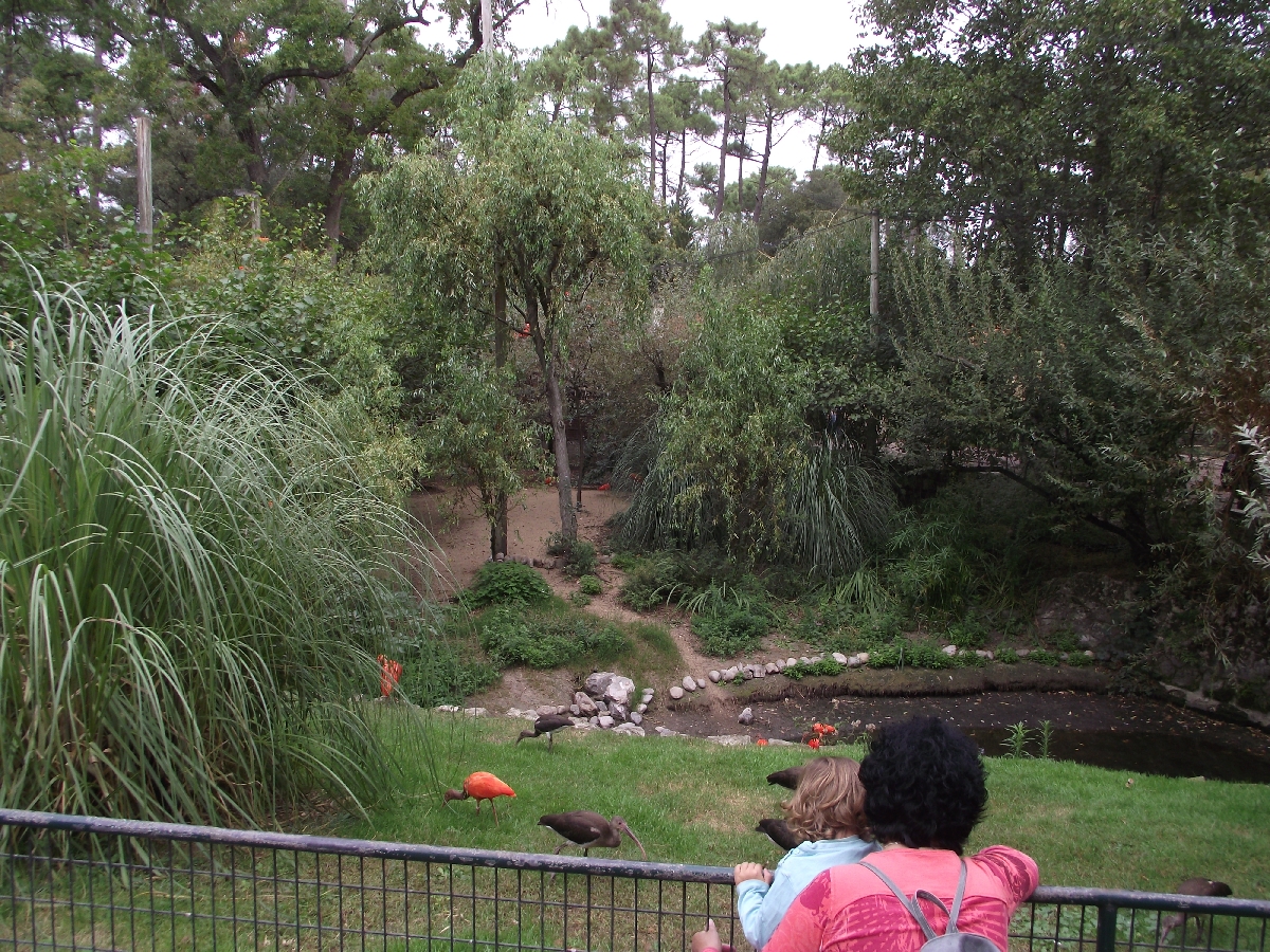 Scarlet Ibis Walkthrough Aviary