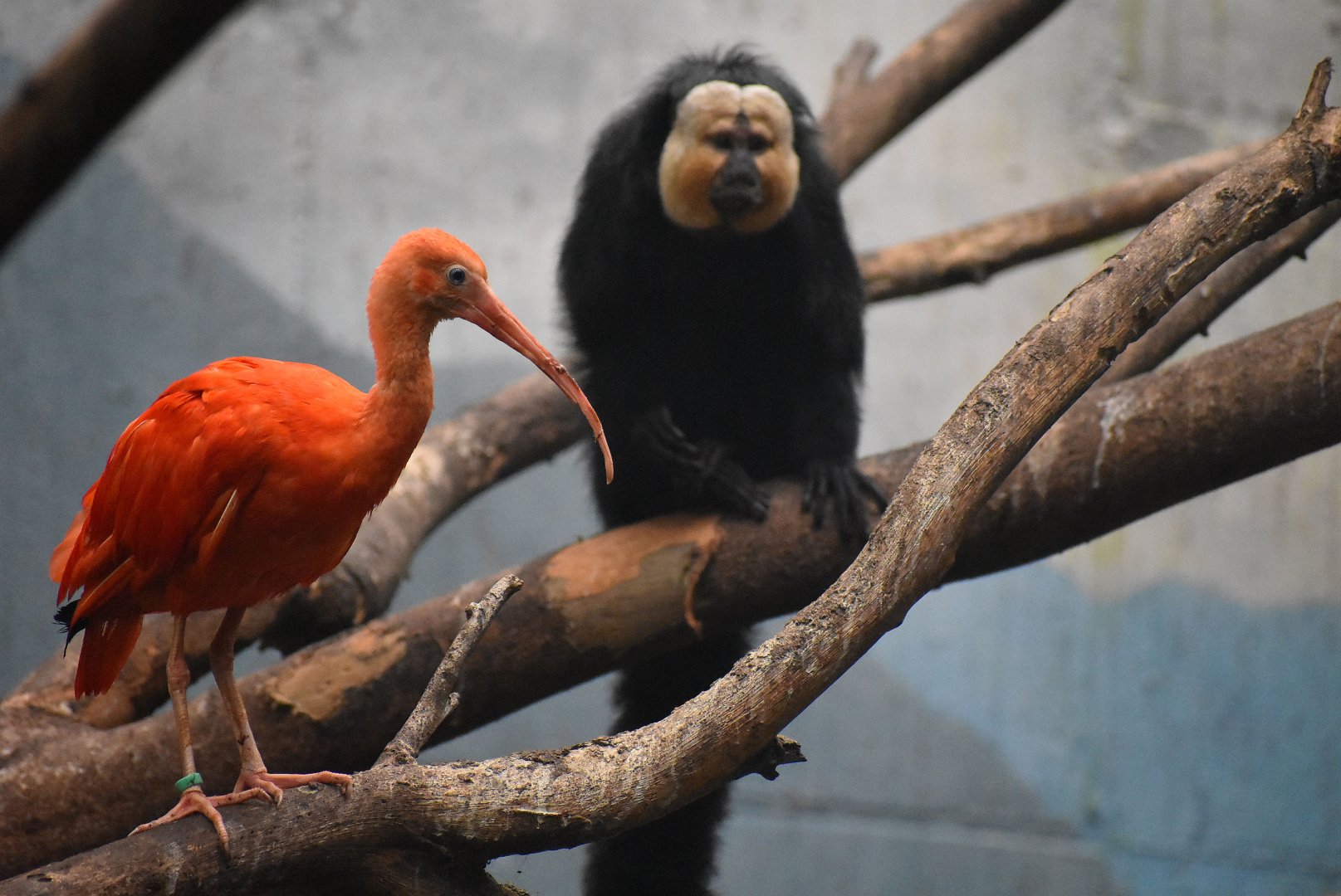 Scarlet ibis & White-faced saki